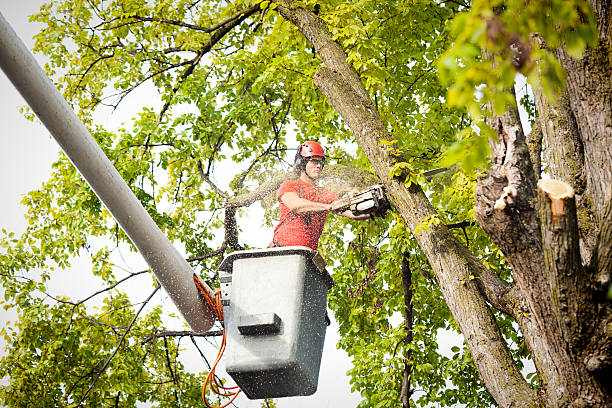 How Our Tree Care Process Works  in  Pearl Beach, MI